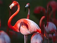 Flamingo image