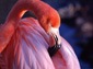 flamingo wallpapers