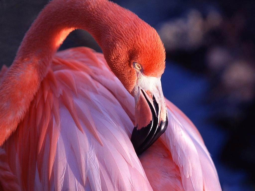 free Flamingo wallpaper wallpapers download