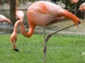free flamingo wallpaper