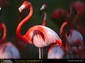 flamingo desktop wallpaper