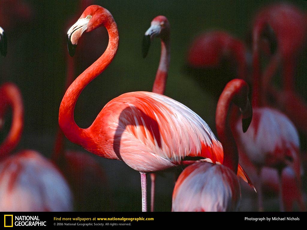 free Flamingo wallpaper wallpapers download