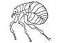 flea coloring