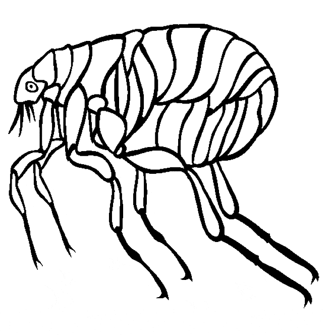 Flea coloring printable