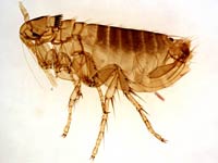 Flea image