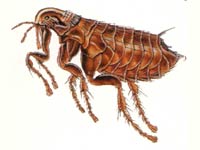 Flea image