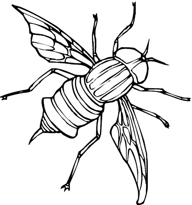 free Fly printable coloring sheet picture page