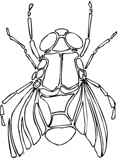 free Fly printable coloring sheet picture page