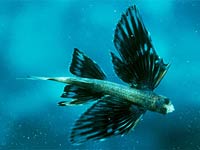 Flying Fish in the sea