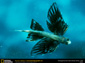 Flying Fish wallpaper