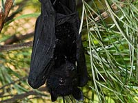 Flying Fox image