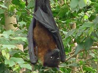 Flying Fox image