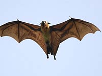 Flying Fox image