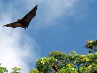 Flying Fox image