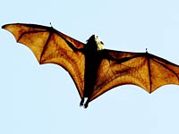 Flying Fox image