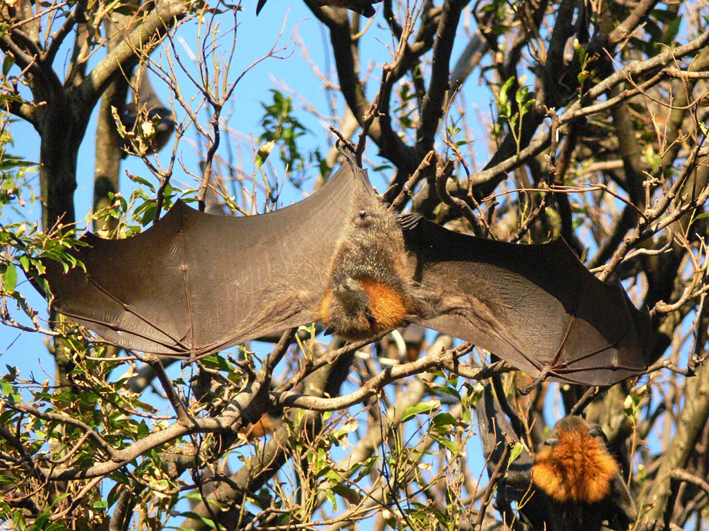 free Flying Fox wallpaper wallpapers download