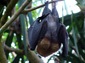 flying fox wallpaper