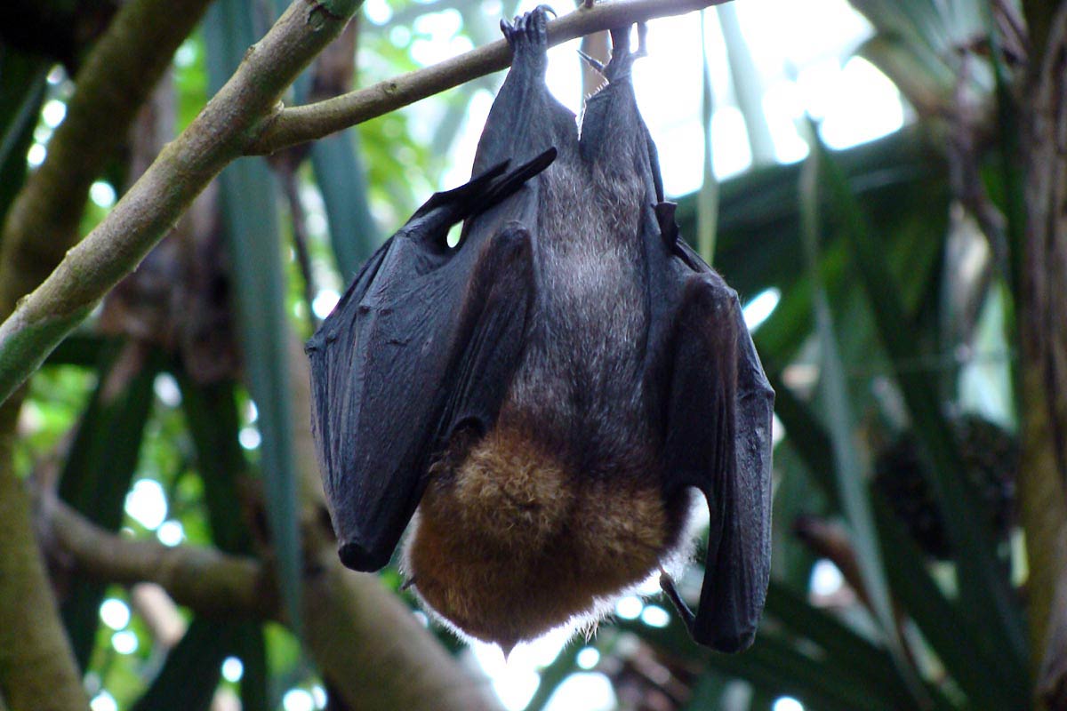 free Flying Fox wallpaper wallpapers download