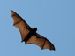 Flying Fox wallpaper