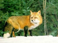 Fox picture