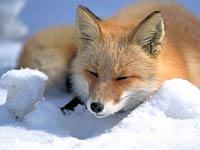 Fox image