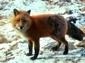 fox wallpapers