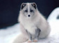 fox desktop wallpaper