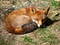 fox picture