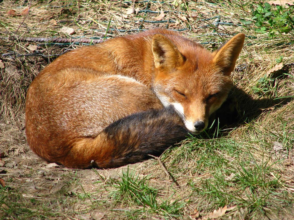 free Fox desktop wallpaper wallpapers Desktop and Mobile