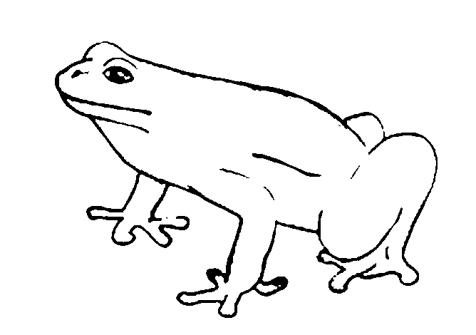 free Frog coloring page