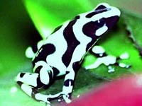 Jungle Frog