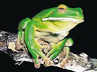 Frog