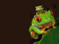 Frog wallpaper