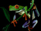 free frog wallpaper