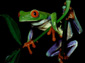 Frog wallpaper