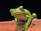 frog wallpaper