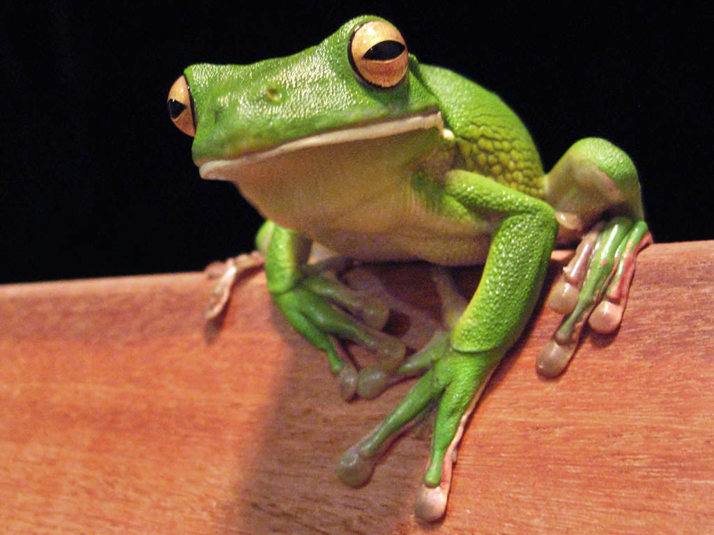 free Frog wallpaper wallpapers picture