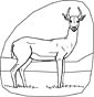 Gazelle coloring page