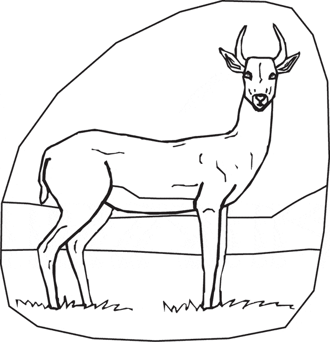 free Gazelle coloring page