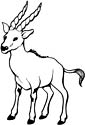 gazelle coloring page