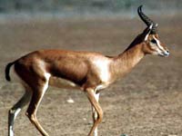 Gazelle image