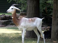 Gazelle picture