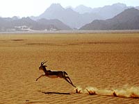 Running Gazelle