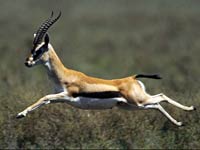 Gazelle photo