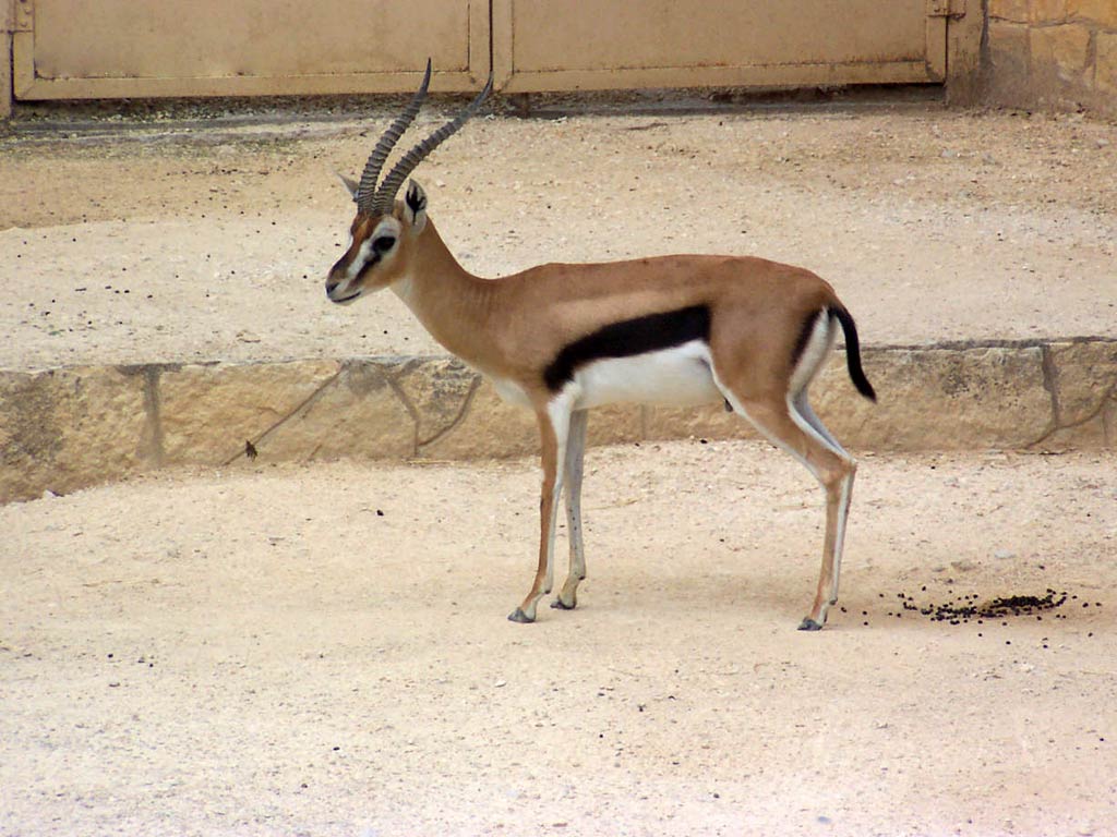 free Gazelle wallpaper wallpapers download