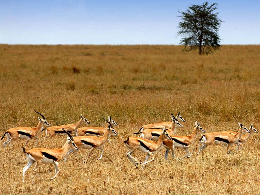 free Gazelle wallpaper wallpapers download