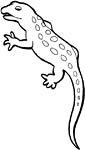 Gecko coloring page