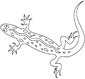 Gecko coloring page