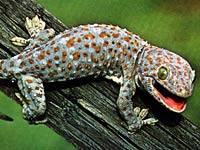 Gecko image