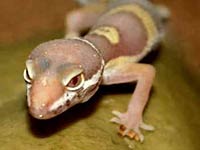 Gecko image